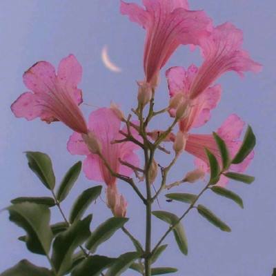 小米蜀山正传手游下载